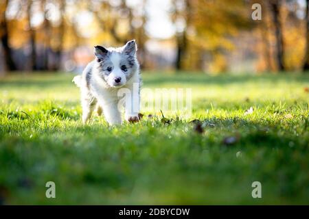Little Border Collie Blue Merle puppy 8 weeks old running on grass in a park in fall Stock Photo