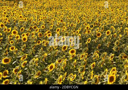 Domme, sun flower field Stock Photo