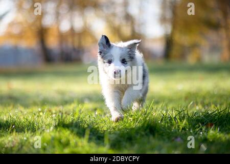 Little Border Collie Blue Merle puppy 8 weeks old running on grass in a park in fall, front view Stock Photo