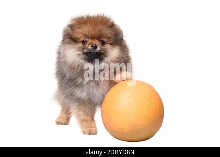 Cute funny fluffy Spitz puppy on white isolated background stands front paws on orange