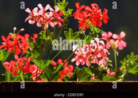 Beautiful colorful geraniums on a balcony in summer Stock Photo