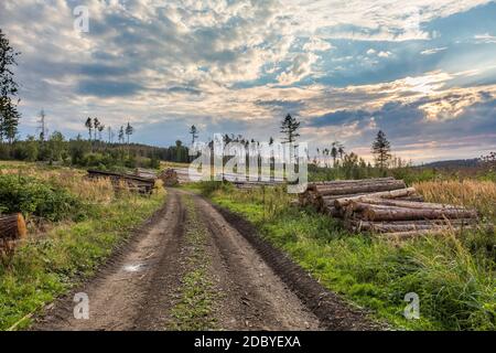 Piled logs of harvested wood timber next to forest in countryside after bark beetle attack calamity. Unwanted deforestation in highland in Czech Repub Stock Photo