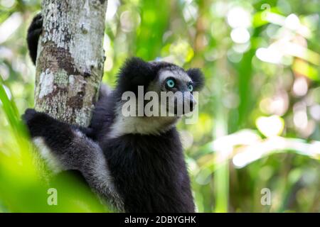 One Indri lemur on the tree watches the visitors to the park Stock Photo