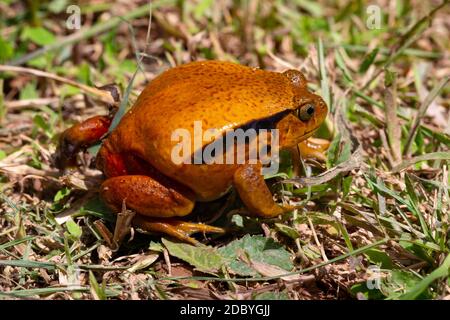 One large orange frog is sitting in the grass Stock Photo