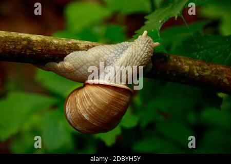 Snail crawls over a branch and gnaws on a leaf Stock Photo