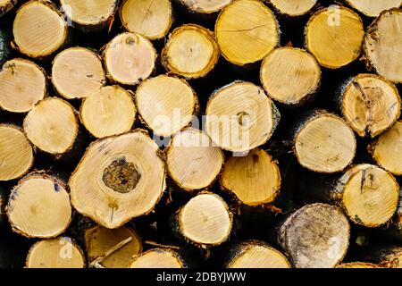 round cut ends of logs piled up in a stack ready for using as firewood or lumber Stock Photo