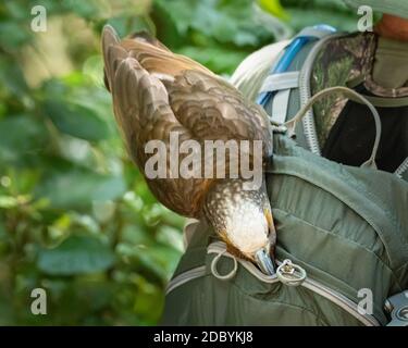 A cheeky New Zealand Kaka trying to steal food from tourist’s backpack Stock Photo