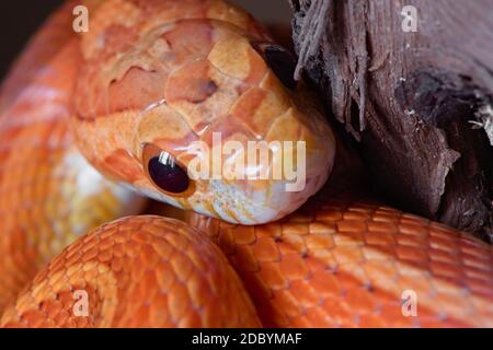 Super close up macro image, front view of pet orange corn snakes face. Mouth and beady round black eyes are clearly visible.