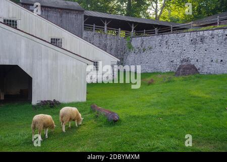 Sheep grazing around a cannon at the Hopewell Furnace National Historic Site in Pennsylvania. Stone wall and whitewashed wood buildings. Stock Photo