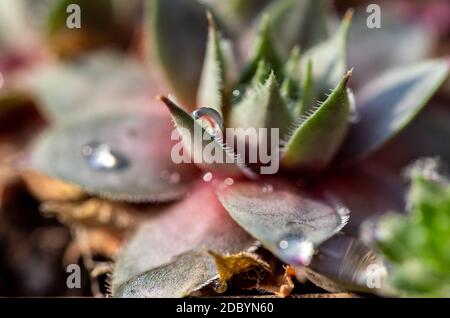 Rosette of leaves Stock Photo