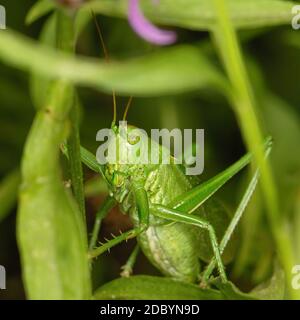 Green grasshopper sitting in green grass in natural environment, close-up Stock Photo