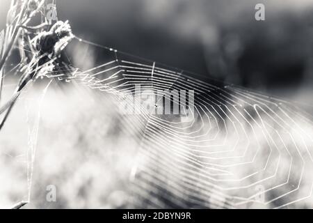 Cobwebs on branches close-up, black and white photo Stock Photo