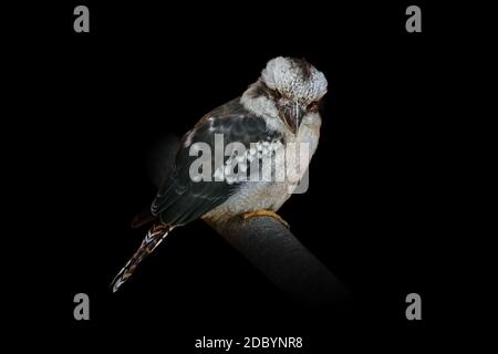 Kookaburras, terrestrial tree kingfishers of the genus Dacelo Stock Photo