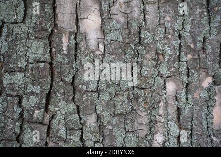 Abstract background of old tree bark.Closeup texture of tree bark. Pattern of nature. Rough surface of trunk. Green moss and lichen on natural wood. D Stock Photo