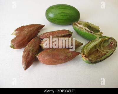 Nuts from the Japanese torreya,  Torreya nucifera Stock Photo