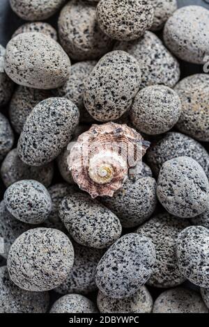 Natural lava stones with seashell as background. Stock Photo