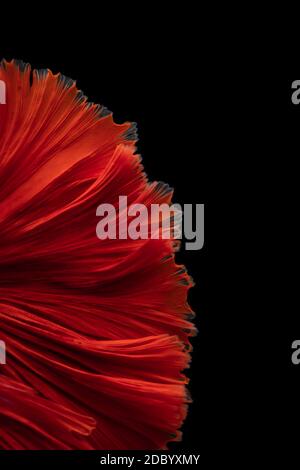 Abstract background image derived from striated surfaces Streak fluttering From the swimming of the  Red Betta fighting fish on black background Stock Photo