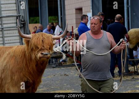 A farmer leads his Highland prize breed bull into the cattle sheds at the 100th Royal Welsh Show, July 2019 Stock Photo