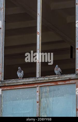 two pigeons are sitting on a window frame without glass, which allows the pigeon to enter and leave the abandoned building Stock Photo