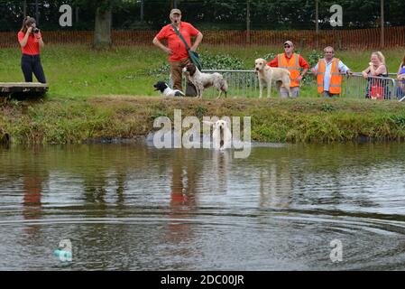 Builth Wells, Wales, 22nd July 2019. Working dogs retrieve items from the lake during a demonstration of gundog techniques at the 100th Royal Welsh Sh Stock Photo