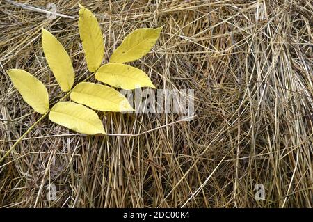 Yellow Manchurian walnut leaves (Juglans mandshurica) on dry grass, Russian Far East. Autumn composition with copy space. Stock Photo