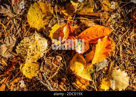 Beautiful drops of transparent rainwater on yellow leaf.Raindrops texture in nature.Rainy weather outdoors.Fall autumn details after the rain selectiv Stock Photo