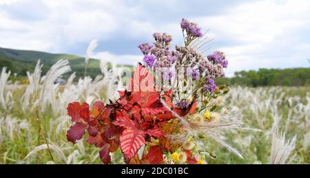 Bouquet of autumn purple wildflowers and branches with red leaves against the background of  field of Miscanthus sinensis (Chinese silver grass) Stock Photo