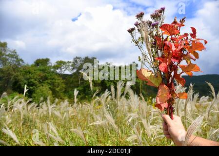 Hand holding bouquet of autumn purple wildflowers and branches with red leaves against the background of  field of Miscanthus sinensis (Chinese silver Stock Photo