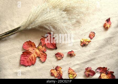 Red autumnal leaves next to bouquet of Miscanthus sinensis (Chinese silver grass) with seeds on beige fabric background. Cozy composition Stock Photo