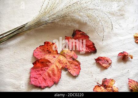 Red autumnal leaves next to bouquet of Miscanthus sinensis (Chinese silver grass) with seeds on beige fabric background. Cozy composition Stock Photo