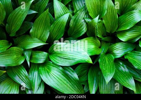 Green hosta lancifolia leaves natural background. View from above Stock Photo