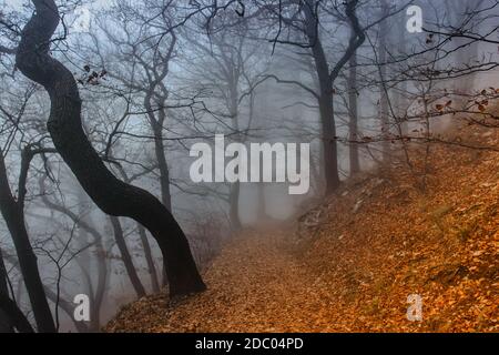 Beautiful Autumn Woods Landscape With Fog Taken In Polish Beskidy 