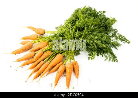 bunch of carrots on white background Stock Photo