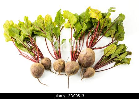 beetroot on white background Stock Photo