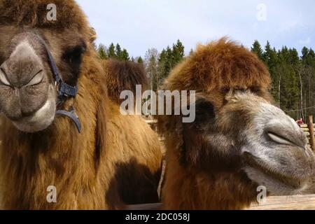 Camels in a paddock in an ethnopark. Hairy two-humped camels. Stock Photo