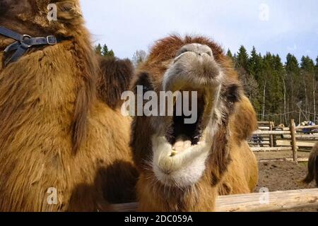 Camels in a paddock in an ethnopark. Hairy two-humped camels. Stock Photo