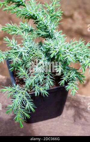 Juniperus squamata Hunnetorp (flaky juniper or Himalayan juniper) in pot closeup Stock Photo