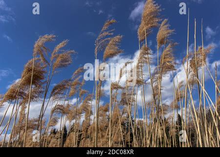 Dry reed on the lake, reed layer, reed seeds. Golden reed grass in fall against blue sky. Abstract natural background. Nature, summer, grass concept. Stock Photo