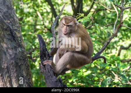 Pensive Macaque monkey sitting on tree branches on a hill in Phuket island, Thailand Stock Photo
