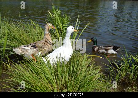 Three ducks in the pond: white Pekin, Mallard female (left) and Mallard male (right) Stock Photo