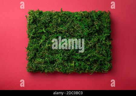 Green moss in shape of rectangle on burgundy paper background. Empty room for text. Top view Stock Photo