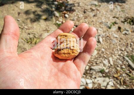 Man hand with two ripe walnuts. Monodendri, Epirus, Greece Stock Photo