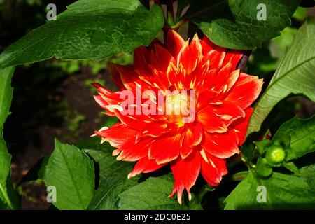 Water lily dahlia, Liesma Stock Photo