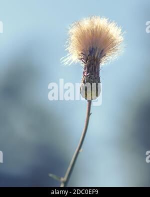 Thistle weed close-up against a blue sky, illuminated by the sun Stock Photo
