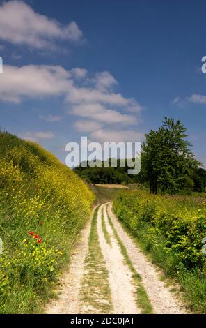 Sandy road through a nature reserve near Eys towards the forest Eyserbos Stock Photo