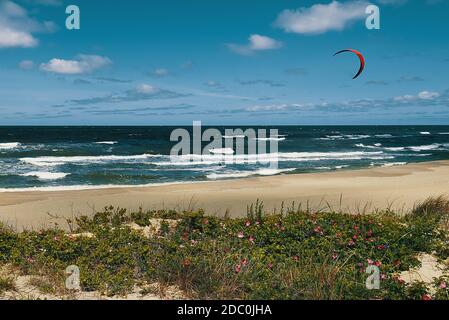 Kite surfer in the sea on the waves with a red sail against a blue cloudy sky. In the foreground is a sandy beach with beautiful flowers. Stock Photo