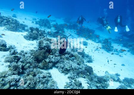 A group of divers over a coral reef, air bubbles, underwater landcape Stock Photo