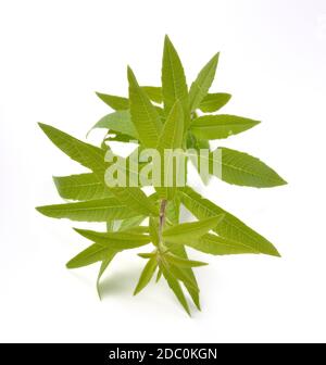 Lemon verbena on a white background Stock Photo