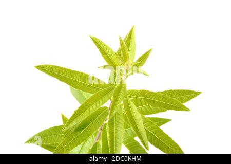 Lemon verbena on a white background Stock Photo