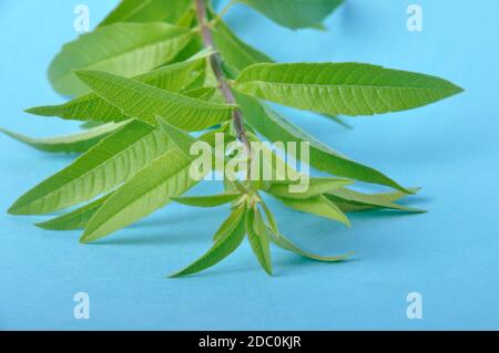 Lemon verbena on a blue background Stock Photo